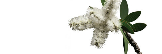 L'huile essentielle de Niaouli